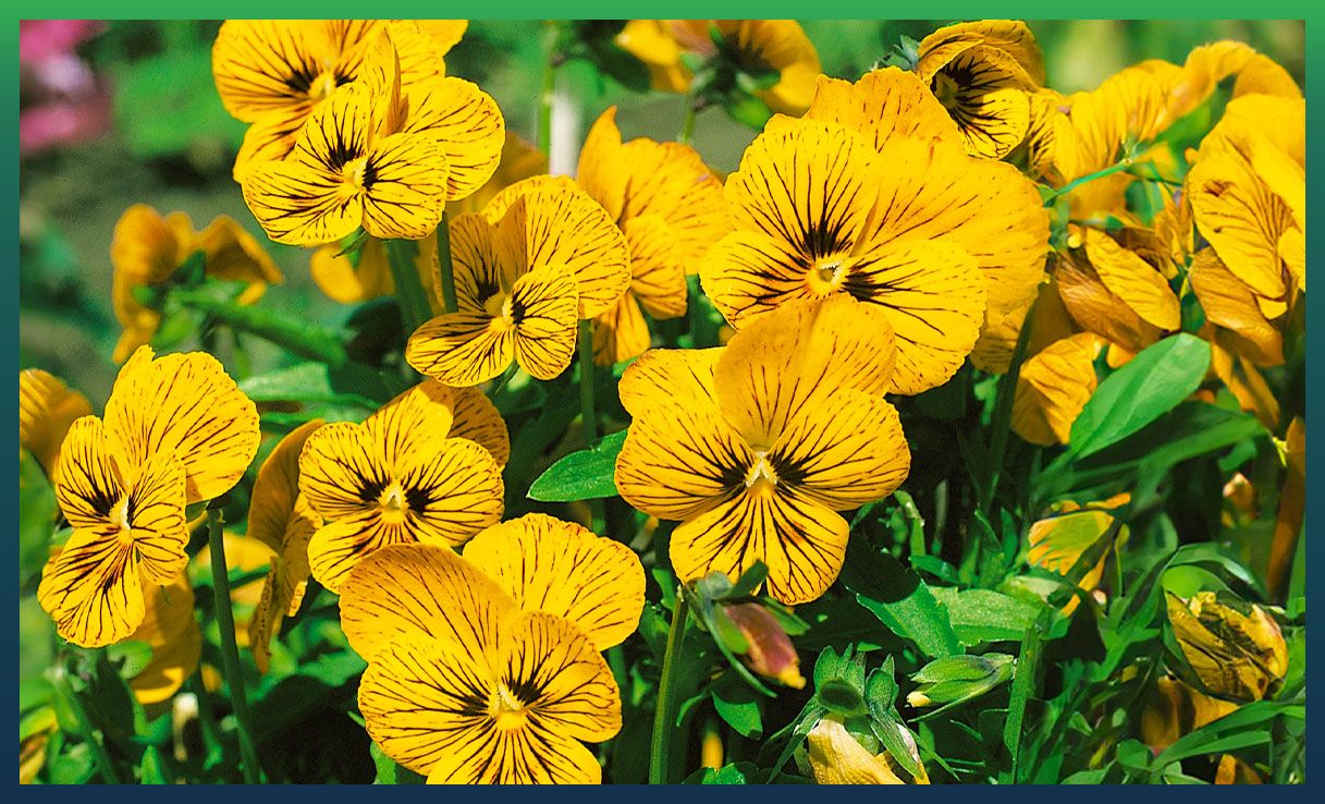 Winter-flowering plants