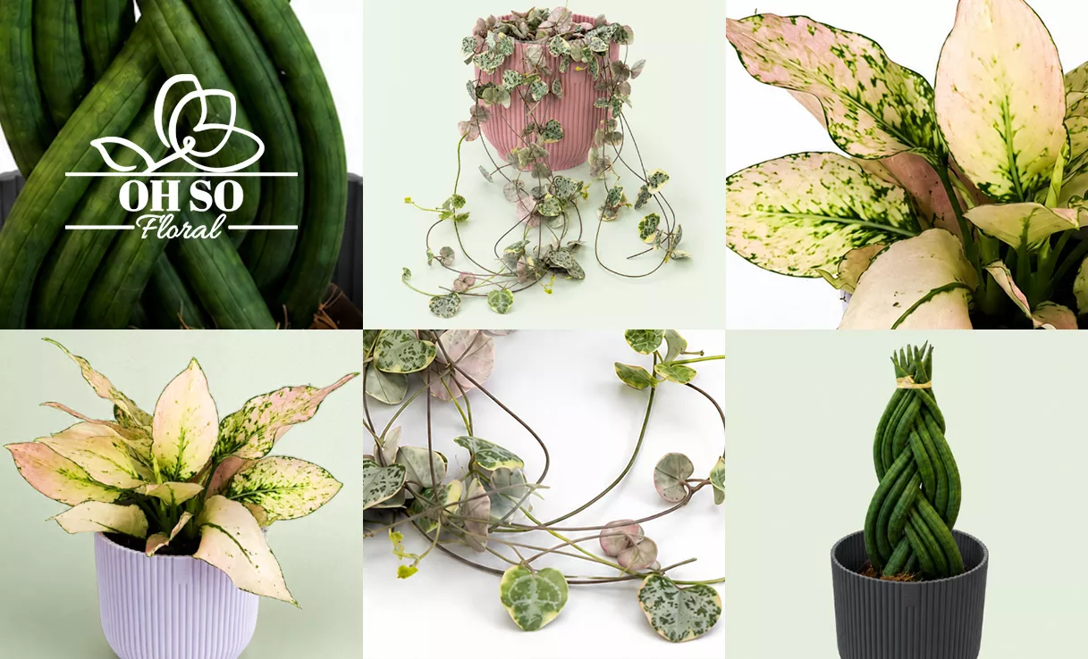 Houseplants featuring new Oh So Floral
