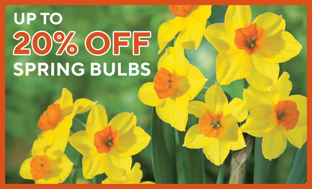 20% off spring flowering bulbs