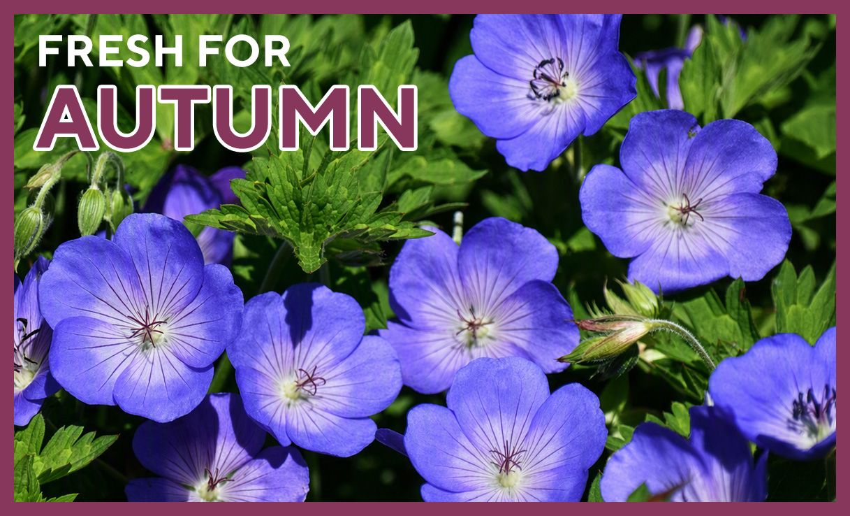Autumn plants