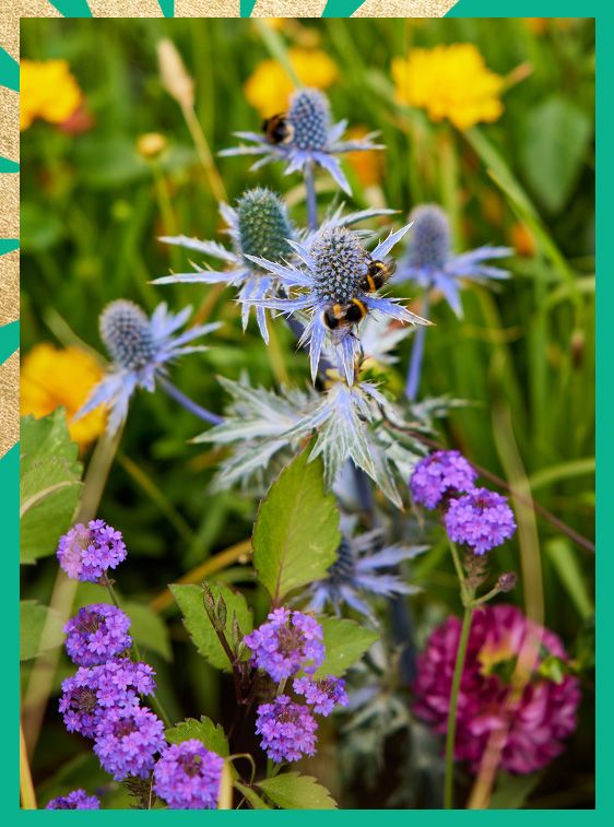 Outdoor plants