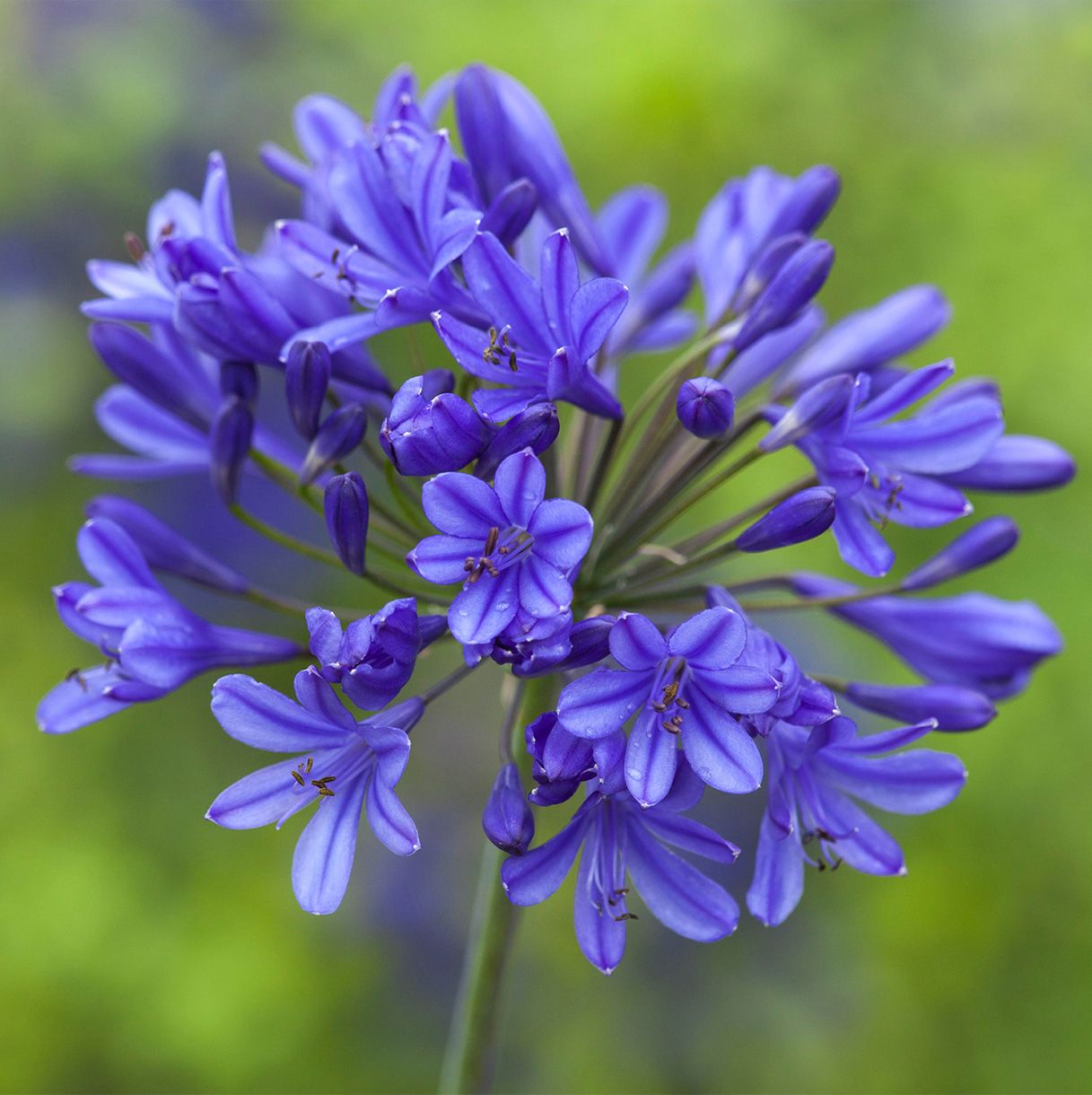 Plant of the month - Agapanthus