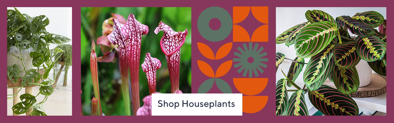 Houseplants