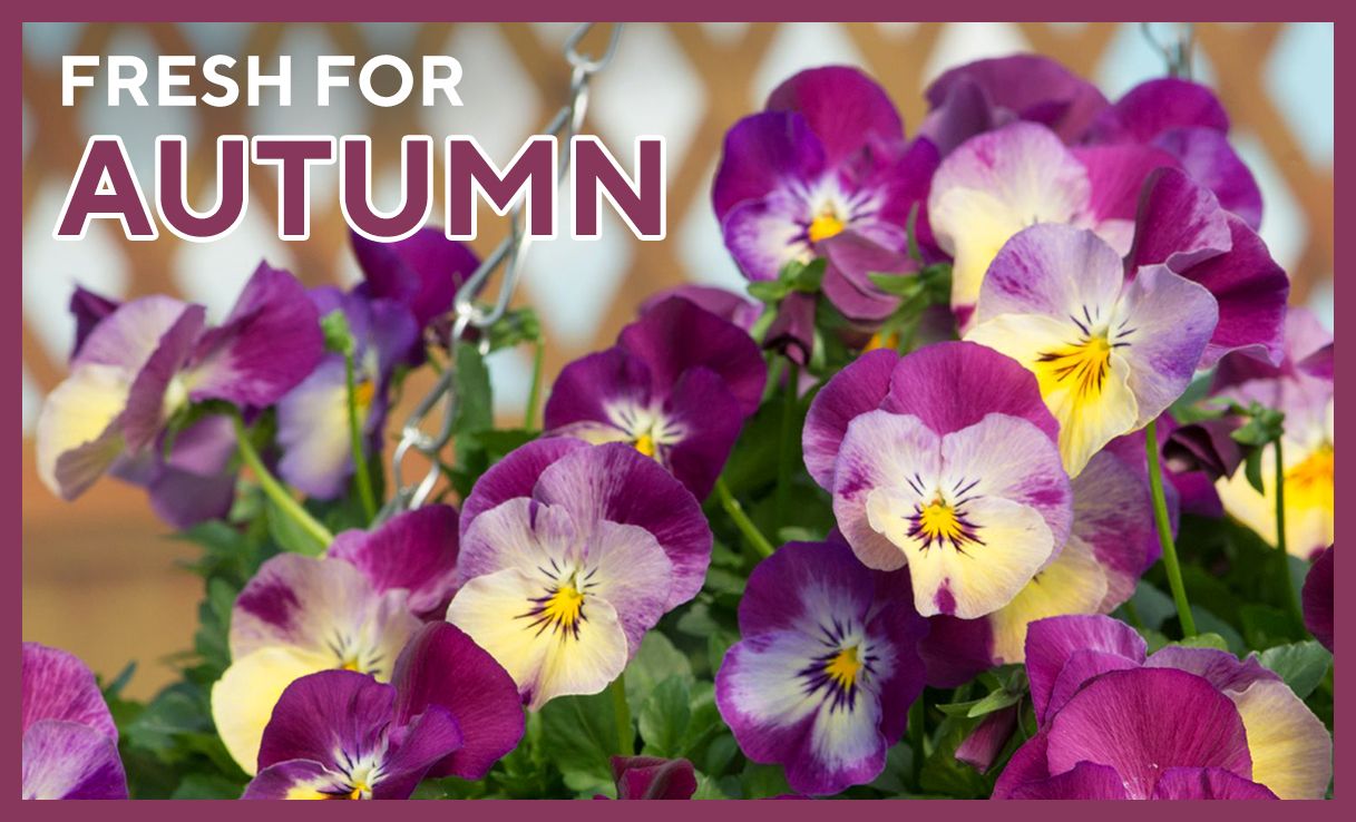 Autumn plants
