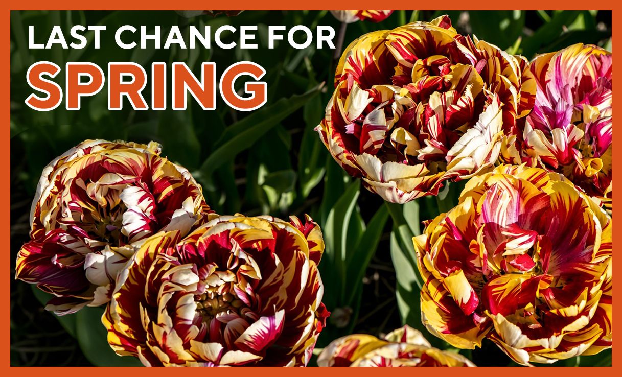 spring flowering bulbs